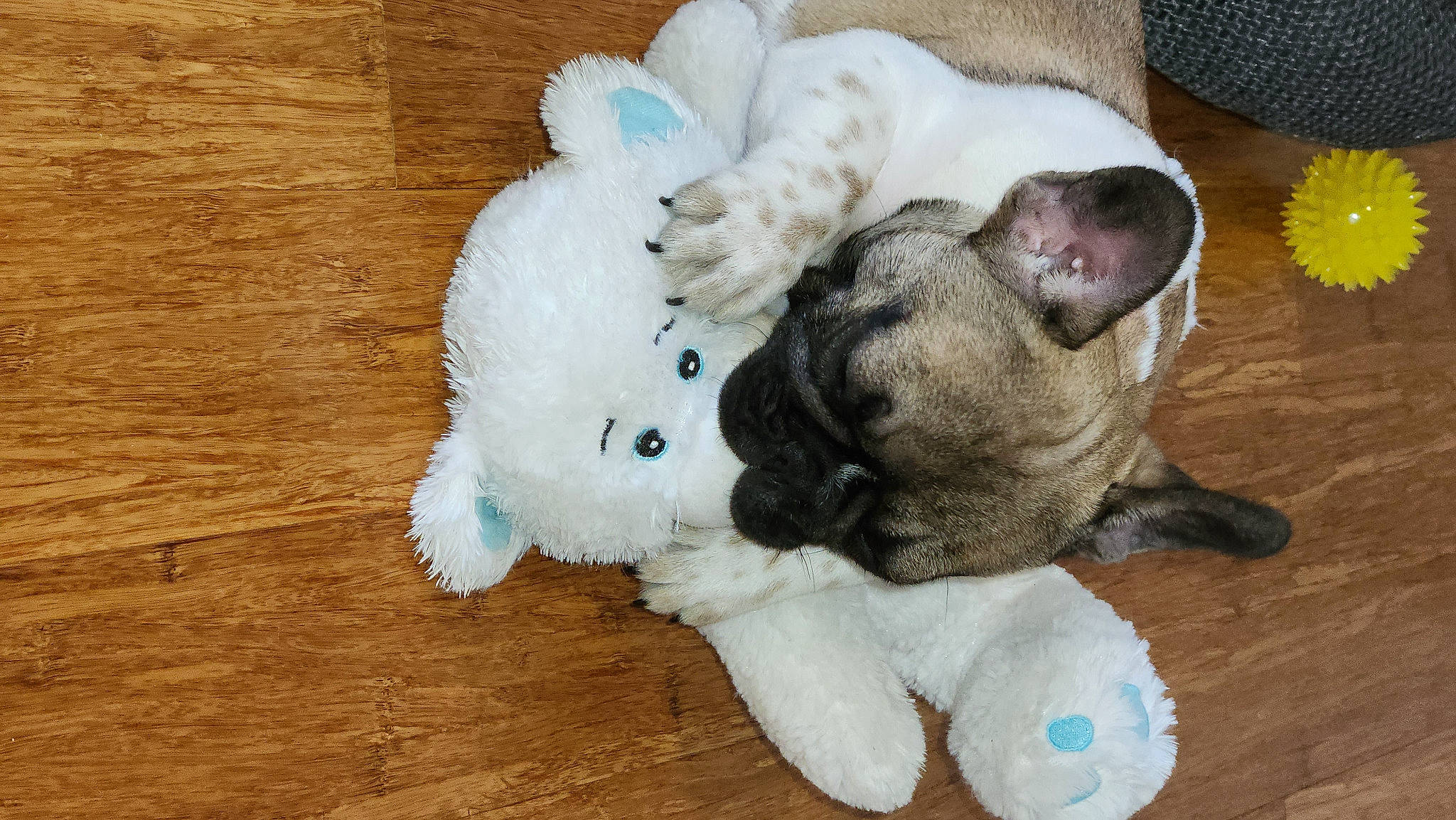 Gimli joined the competition — help win amazing prizes! carnivore, comfort, companion_dog, dog, dog_breed, fawn, felidae, foot, fur, hardwood, paw, puppy_love, snout, stuffed_toy, tail, toy, toy_dog, whiskers, wood, working_animal