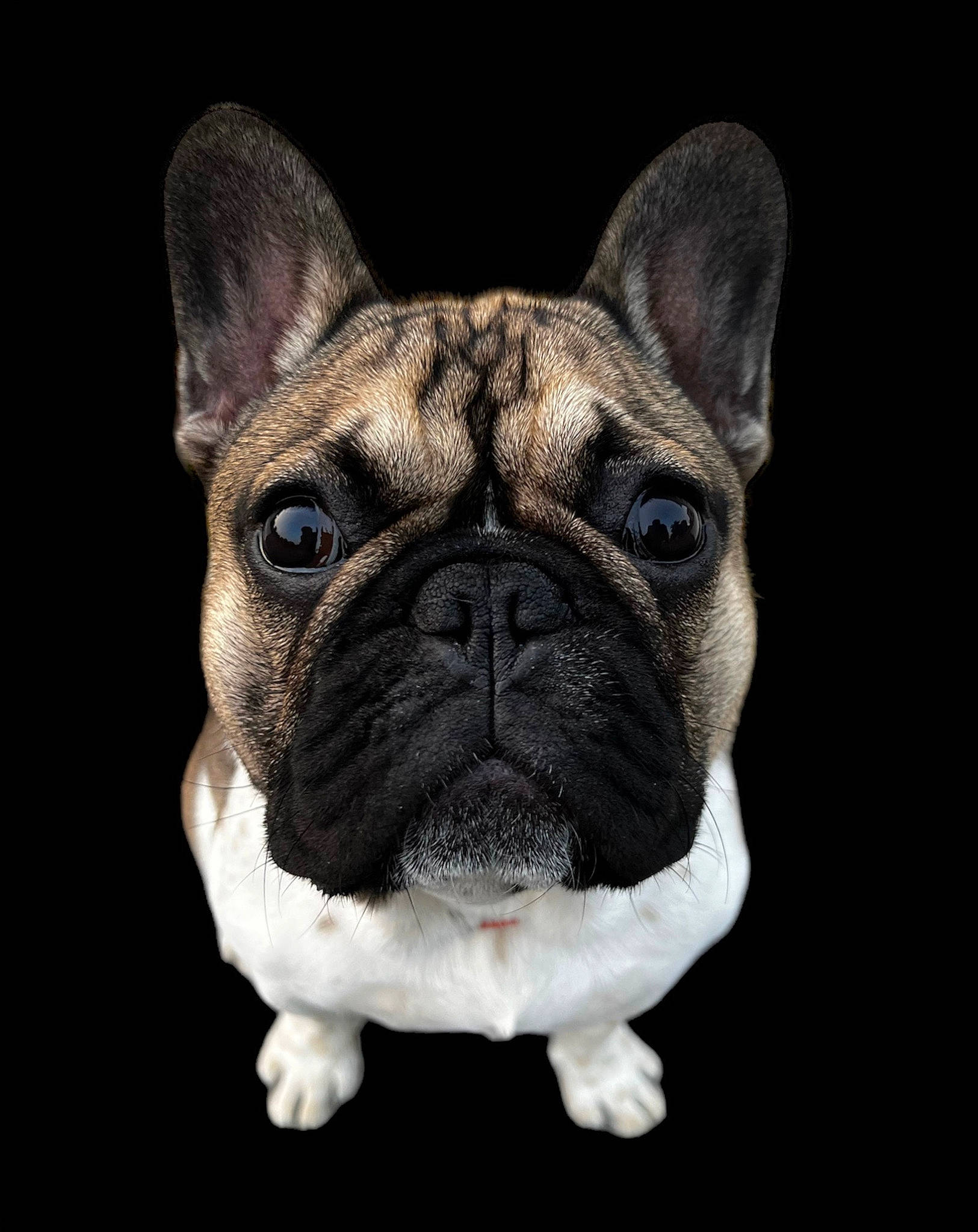 Gimli joined the competition — help win amazing prizes! bulldog, canidae, carnivore, companion_dog, dog, dog_breed, dog_collar, fawn, french_bulldog, fur, non_sporting_group, pug, snout, sporting_group, symmetry, terrestrial_animal, toy_dog, whiskers, working_animal, wrinkle