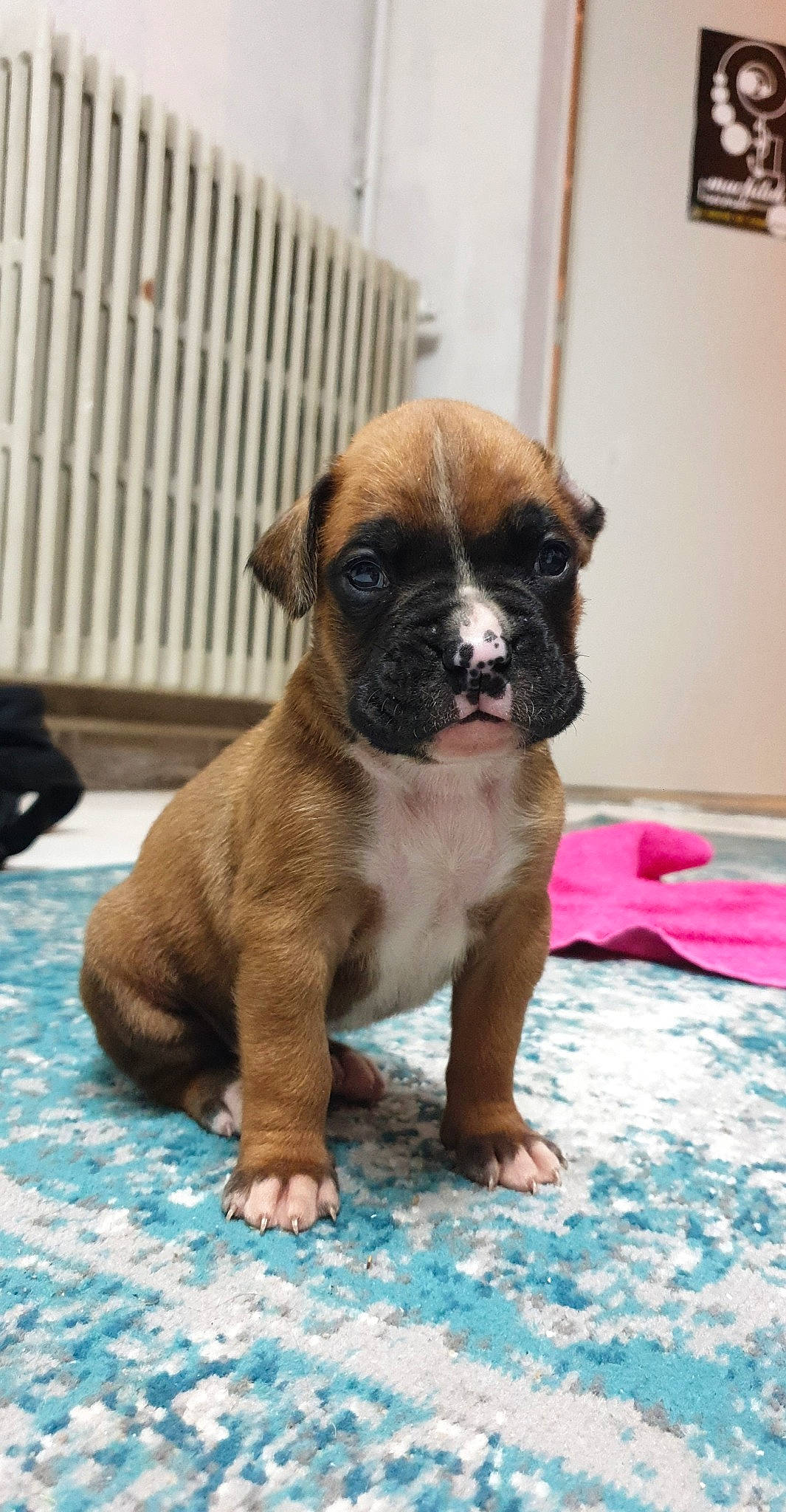 Daffy participe au concours pour gagner de l'argent avec cette photo : boxer, canidae, carnivore, companion_dog, dog, dog_breed, fawn, mammal, puppy, rare_breed_dog, snout, sporting_group, valley_bulldog, vertebrate