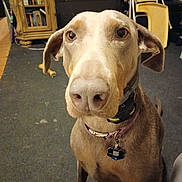 Azula joined the competition — help win amazing prizes! animal, books, brown, cabinet, canine, carpet, collar, curious, dog, domestic, ears, eyes, floor, furniture, indoor, nose, pet, portrait, room, tag
