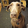 dog, pet, indoor, carpet, furniture, cabinet, books, collar, tag, ears, nose, eyes, brown, canine, animal, curious, floor, room, domestic, portrait