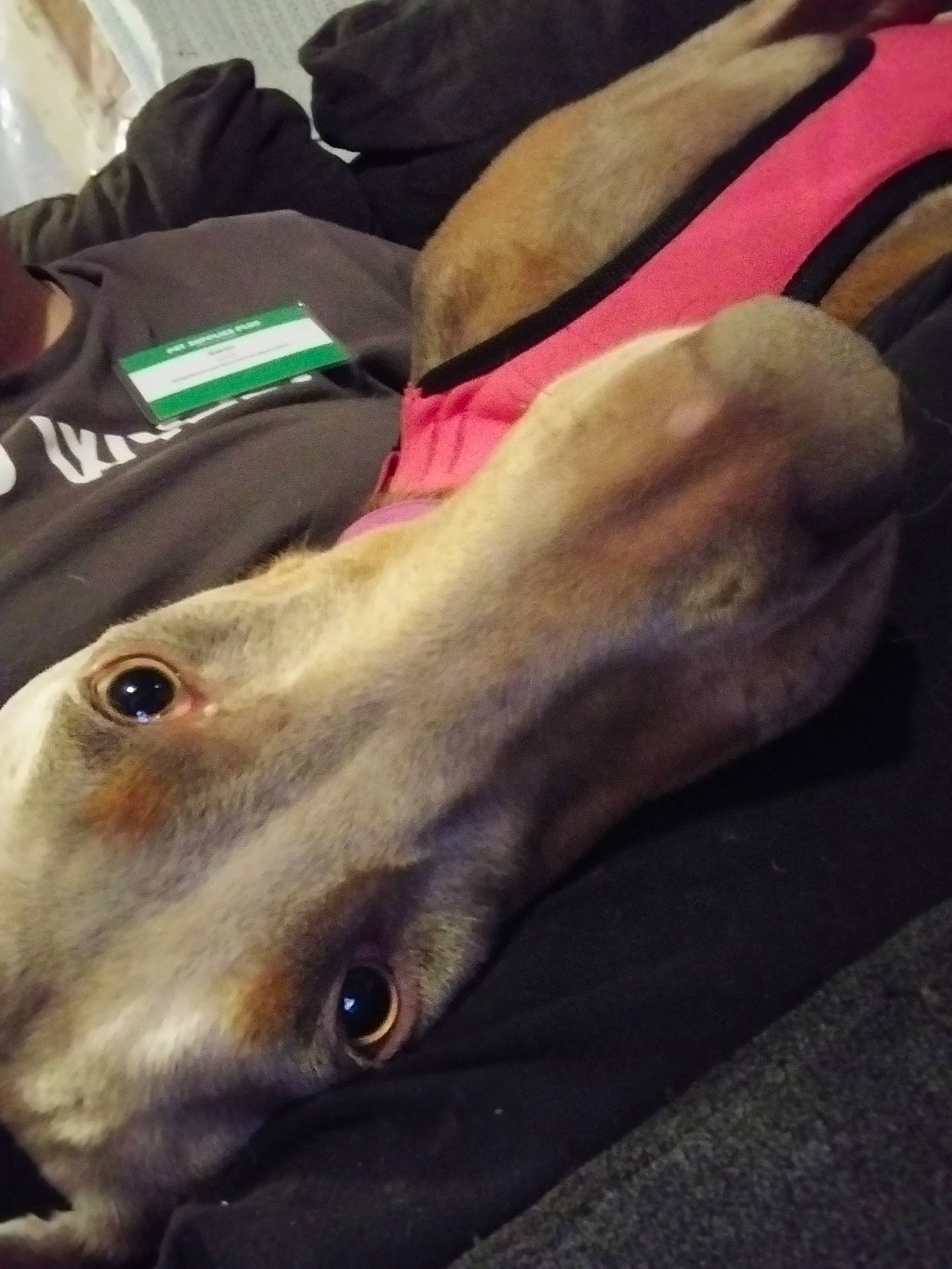 Azula is registered to the contest to win money with this photo: canine, close_up, couch, dog, eyes, fur, harness, indoor, lying_down, name_badge, person_partial, pet, pink_harness, portrait, relaxed, resting, shirt, snout, sofa, whiskers