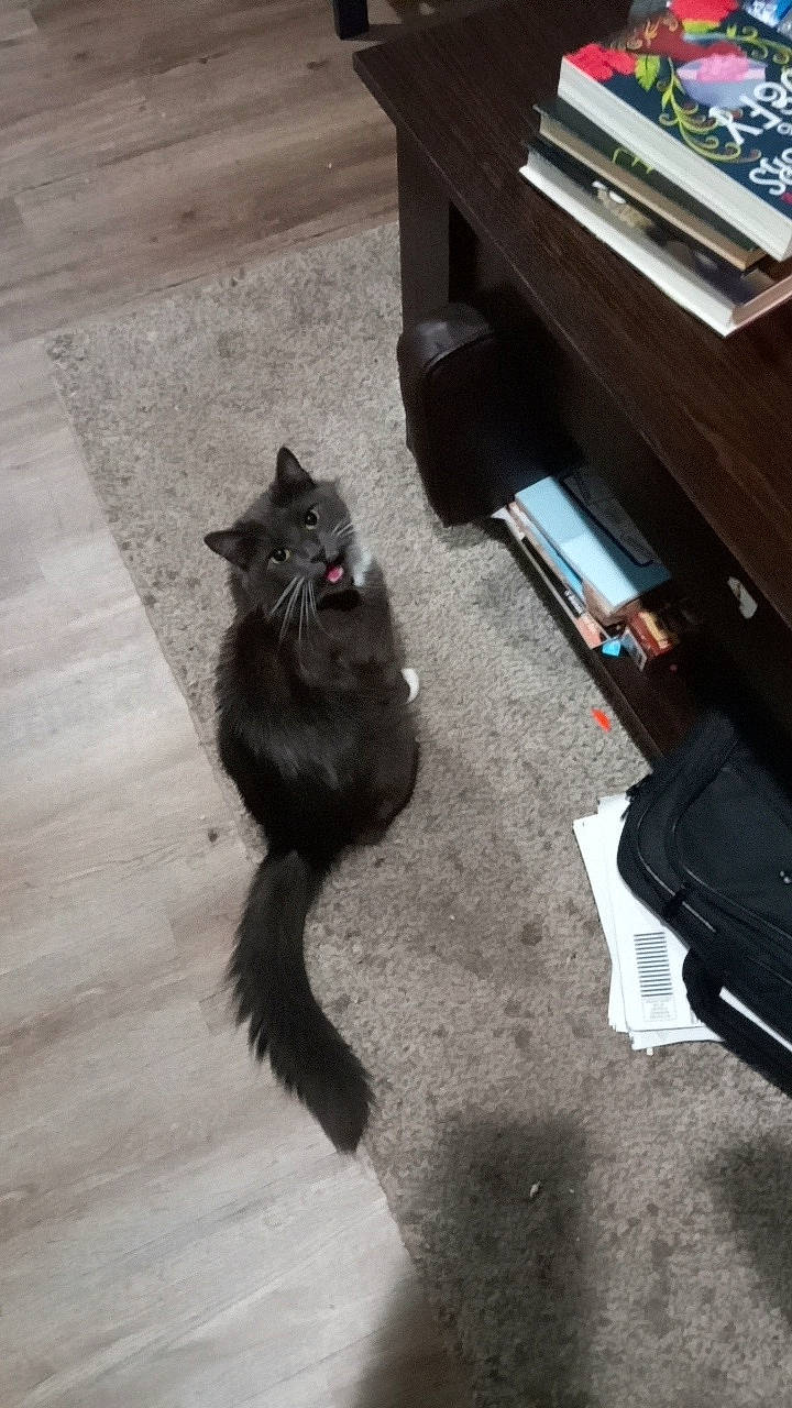 Miss Kitty is registered to the contest to win money with this photo: animal, architecture, blackcat, bookcase, building, cat, couch, drawer, furniture, hardwood, indoors, interiordesign, kitten, livingroom, pet, plywood, room, shelf, table, wood