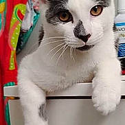 Patches joined the competition — help win amazing prizes! animal, bathroom, black_and_white, bottle, cabinet, cat, closeup, curious, cute, domestic, feline, fur, golden_eyes, indoor, paws, pet, portrait, resting, towel, whiskers