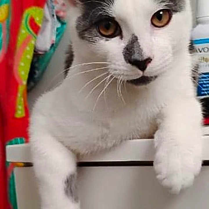 Patches joined the competition — help win amazing prizes! animal, bathroom, black_and_white, bottle, cabinet, cat, closeup, curious, cute, domestic, feline, fur, golden_eyes, indoor, paws, pet, portrait, resting, towel, whiskers