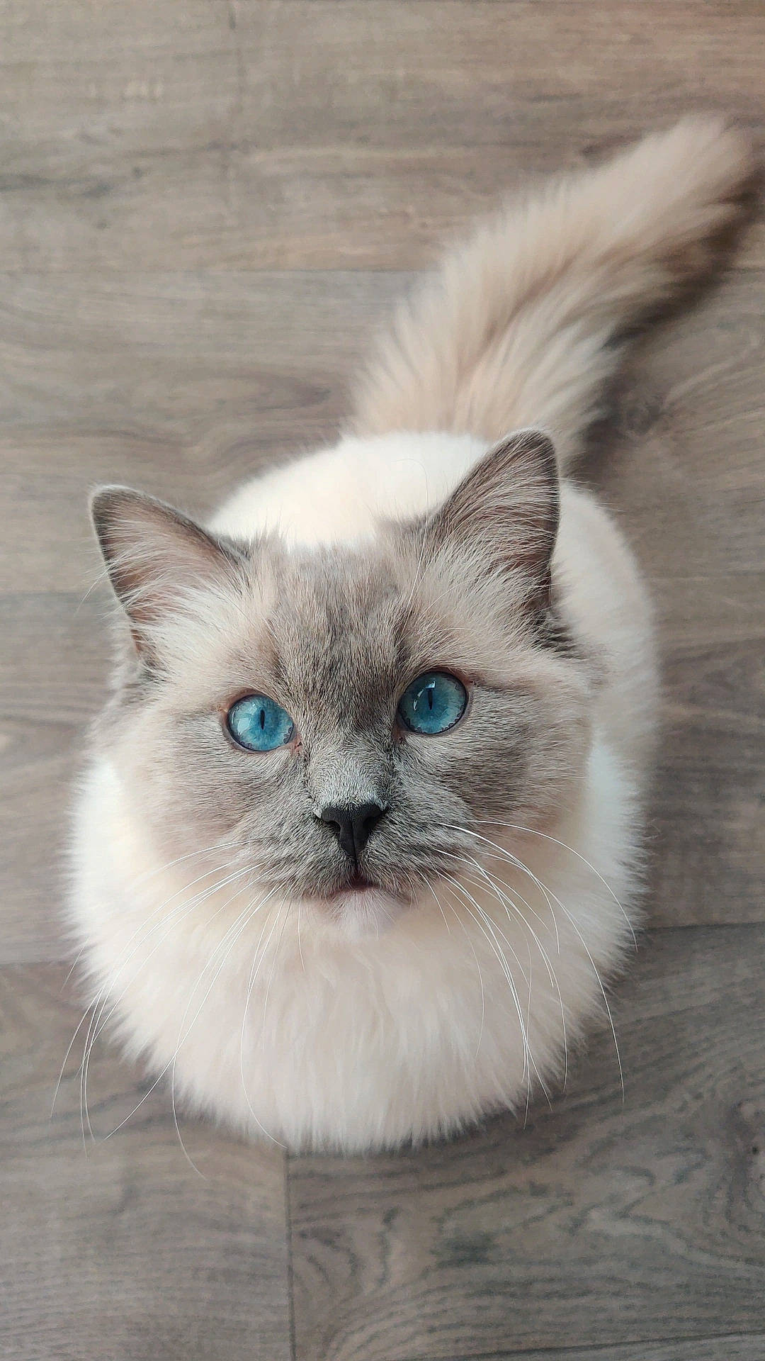 Upsylon participe au concours pour gagner de l'argent avec cette photo : birman, carnivore, cat, fawn, felidae, fur, iris, paw, ragdoll, small_to_medium_sized_cats, snout, terrestrial_animal, whiskers