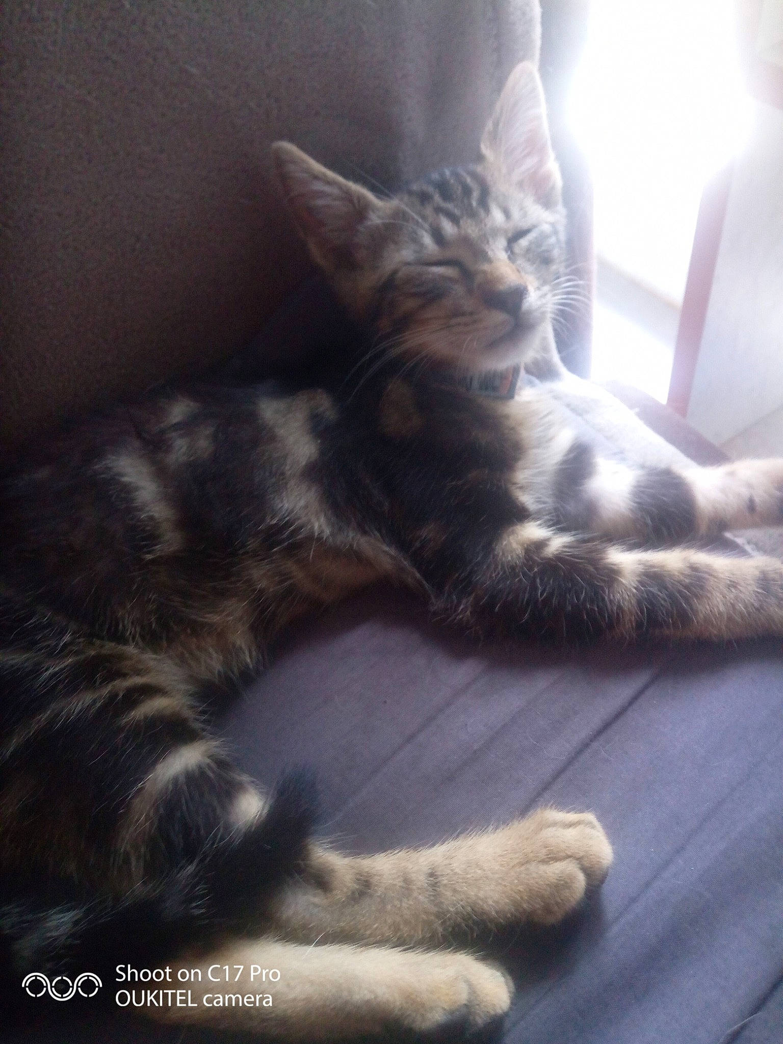 Sparkle a rejoint le concours — aidez-le/la à gagner de superbes lots ! carnivore, cat, claw, cloud, comfort, darkness, domestic_short_haired_cat, felidae, flooring, fur, grey, human_leg, paw, sitting, sky, small_to_medium_sized_cats, snout, tail, whiskers, wood