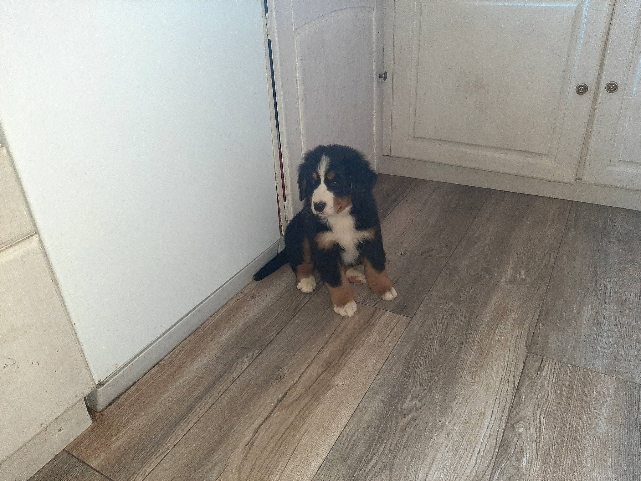 Paco a rejoint le concours — aidez-le/la à gagner de superbes lots ! bernese_mountain_dog, canidae, carnivore, companion_dog, dog, dog_breed, floor, flooring, hardwood, sporting_group, tail, wood, working_dog