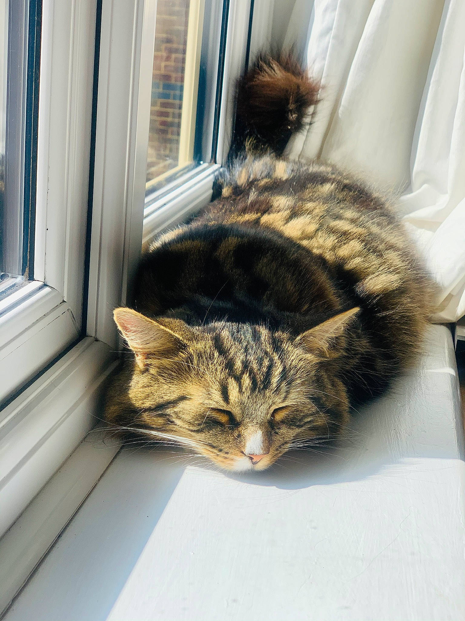 Indy joined the competition — help win amazing prizes! carnivore, cat, claw, comfort, curtain, domestic_short_haired_cat, door, felidae, fur, small_to_medium_sized_cats, snout, tail, terrestrial_animal, whiskers, window