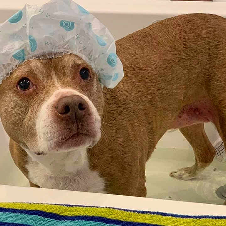 Sahara joined the competition — help win amazing prizes! american_bulldog, american_pit_bull_terrier, american_staffordshire_terrier, canidae, carnivore, dog, dog_breed, fawn, mammal, non_sporting_group, nose, pit_bull, puppy, rare_breed_dog, snout, sporting_group, vertebrate
