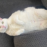 Chicken joined the competition — help win amazing prizes! cat, comfortable, couch, cozy, curious, domestic_animal, fluffy, furniture, gray_couch, green_eyes, home, indoor, lying_down, pet, pink_nose, relaxed, remote_control, resting, whiskers, white_cat