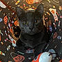animal, black, candy, cat, closeup, curious, cute, decorations, eyes, feline, gray_cat, halloween, indoor, orange, pet, playful, pumpkin, toy, tunnel, whiskers