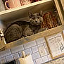 amber_eyes, cabinet, cat, countertop, cozy, curious, domestic, feline, glasses, gray_cat, home, indoor, kitchen, measurement_chart, mugs, paper_towel, pet, relaxed, tile_wall, wooden_cabinet