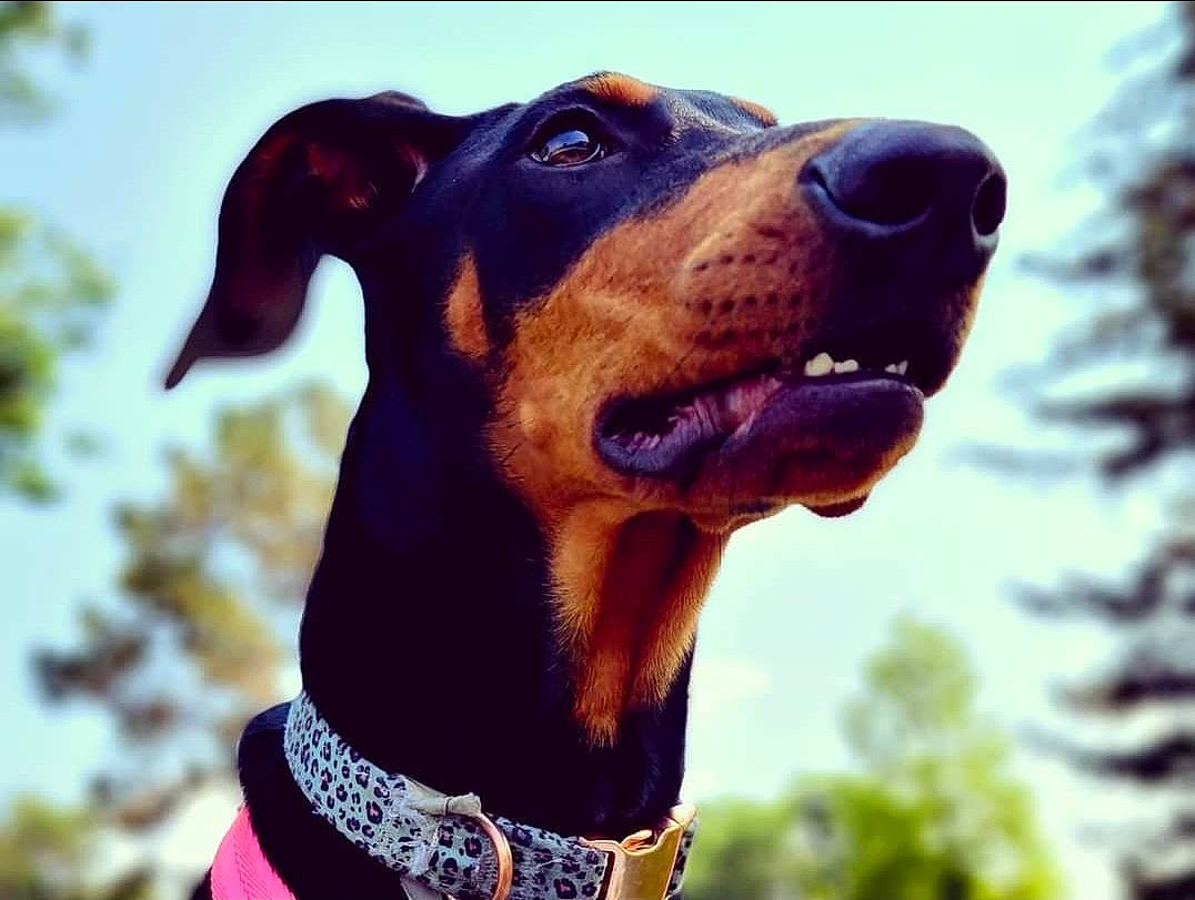 Chicago is registered to the contest to win money with this photo: carnivore, close_up, collar, companion_dog, dog, dog_breed, dog_collar, electric_blue, fawn, grass, happy, liver, photograph, sky, snout, sporting_group, tree, vertebrate, whiskers, working_animal