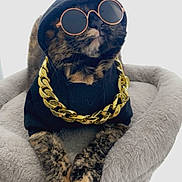 Nezuko is registered to the contest to win money with this photo: accessory, animal, cat, cat_tree, cool, costume, cute, fashion, feline, gold_chain, hoodie, indoor, paws, pet, plush, portrait, relaxed, stylish, sunglasses, tortoiseshell
