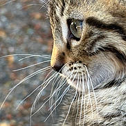 Zepplin joined the competition — help win amazing prizes! animal, background_blur, cat, close_up, curious, cute, domestic_animal, eye, feline, fur, mammal, nature, outdoor, pet, portrait, profile, side_view, soft_focus, tabby, whiskers