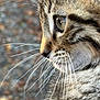 animal, background_blur, cat, close_up, curious, cute, domestic_animal, eye, feline, fur, mammal, nature, outdoor, pet, portrait, profile, side_view, soft_focus, tabby, whiskers