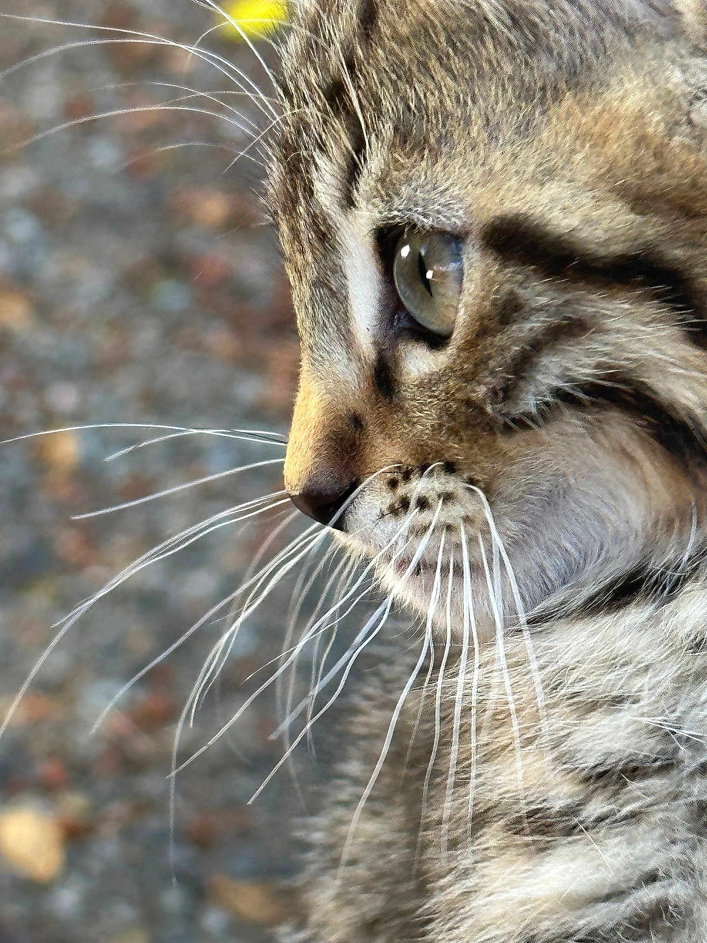 Zepplin joined the competition — help win amazing prizes! animal, background_blur, cat, close_up, curious, cute, domestic_animal, eye, feline, fur, mammal, nature, outdoor, pet, portrait, profile, side_view, soft_focus, tabby, whiskers