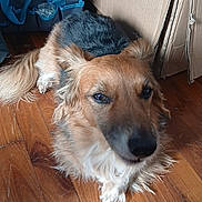 Gonzague participe au concours pour gagner de l'argent avec cette photo : dog, brown_fur, black_fur, wooden_floor, cardboard_boxes, blue_bag, pet, indoor, canine, fur, animal, laying_down, looking_up, calm, curious, household, domestic, companion, floor, resting