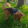 Gonzague a rejoint le concours — aidez-le/la à gagner de superbes lots ! dog, leash, grass, trees, flowers, sunlight, outdoor, nature, canine, brown, black, blue_harness, walking, summer, park, greenery, pet, sniffing, daytime, animal