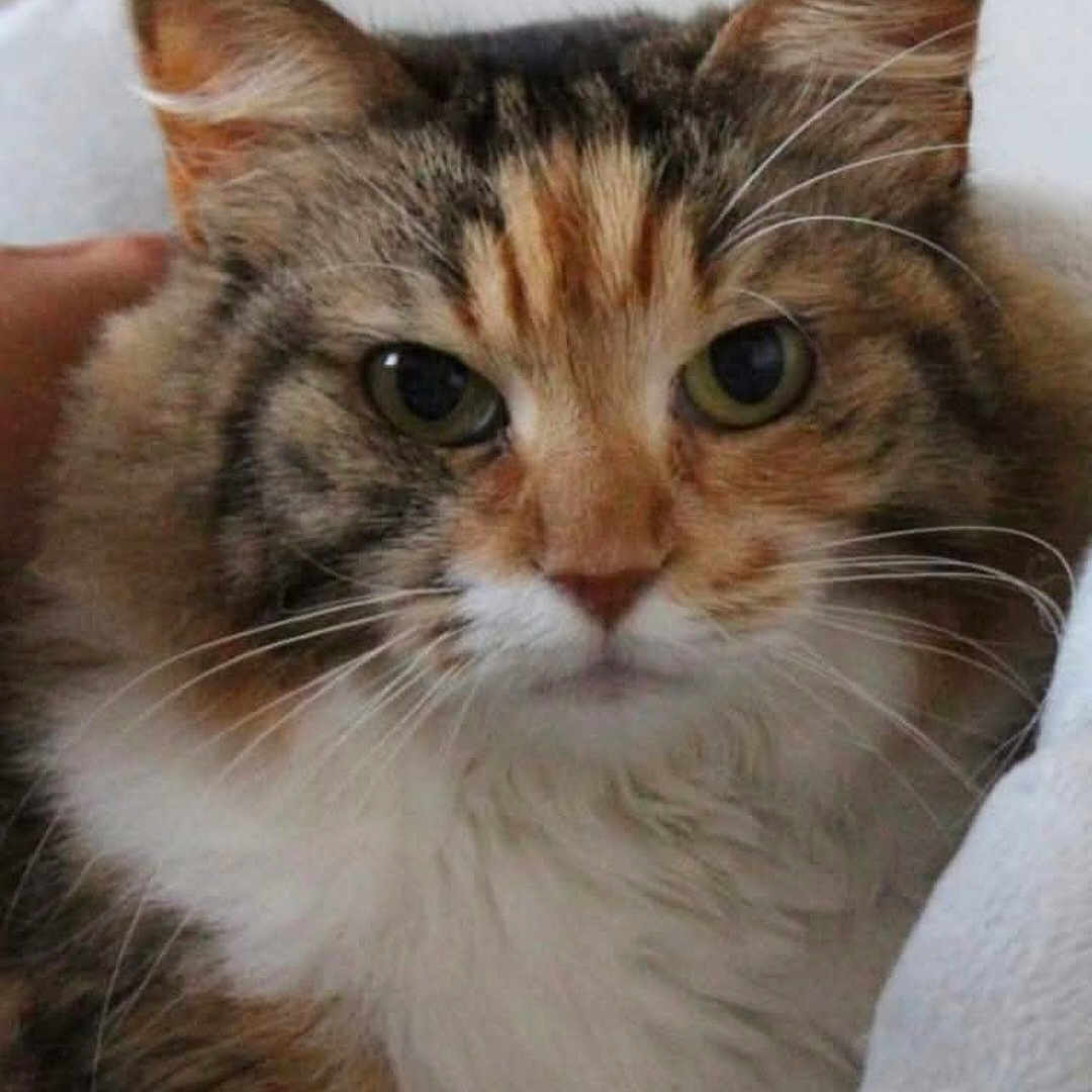 Chérazade participe au concours pour gagner de l'argent avec cette photo : animal, brown_fur, cat, close_up, cute, domestic_cat, eyes, face, feline, fluffy, fur_texture, hand, indoor, looking, mammal, orange_fur, pet, portrait, whiskers, white_fur