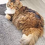 cat, fluffy, fur, pet, animal, indoor, relaxed, lying_down, rug, gray, white, brown, orange, tail, ears, whiskers, floor, calm, domestic_cat, feline