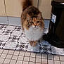 cat, calico, fluffy, kitchen, floor, tile, pattern, cabinet, towel, trash_bin, curious, pet, domestic, indoor, animal, fur, whiskers, tail, standing, looking