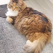 Chérazade a rejoint le concours — aidez-le/la à gagner de superbes lots ! cat, fluffy, long_hair, relaxed, indoor, carpet, pet, animal, curious, tail, feline, resting, side_view, domestic_cat, cute, fur, whiskers, paw, home, cozy