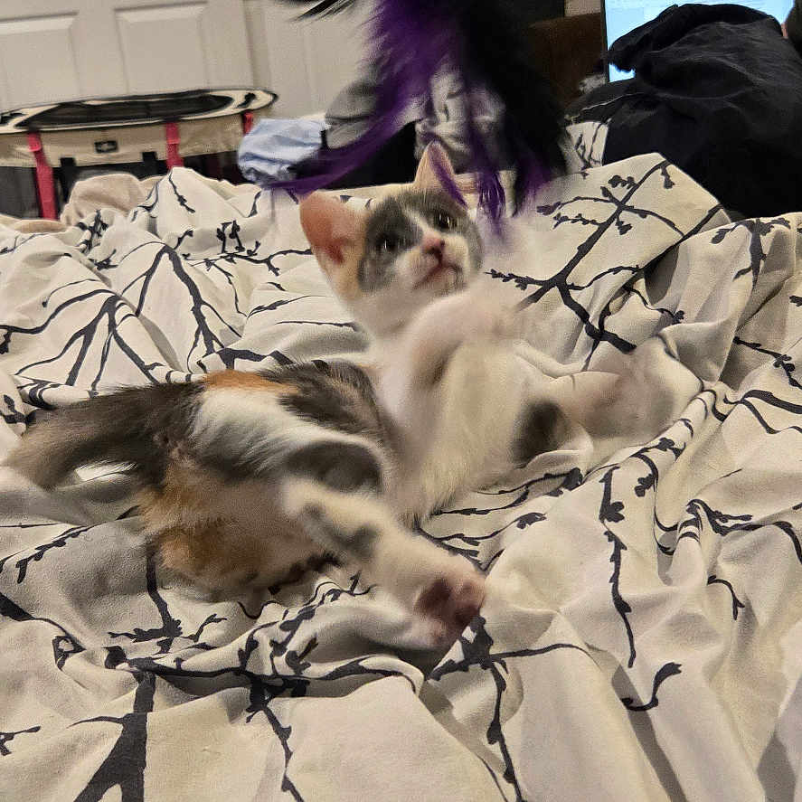 Lilith joined the competition — help win amazing prizes! accessories, animal, bed, bedroom, blanket, canine, cat, computer, dog, electronics, furniture, indoors, kitten, laptop, pc, pet, puppy, room, strap, wood