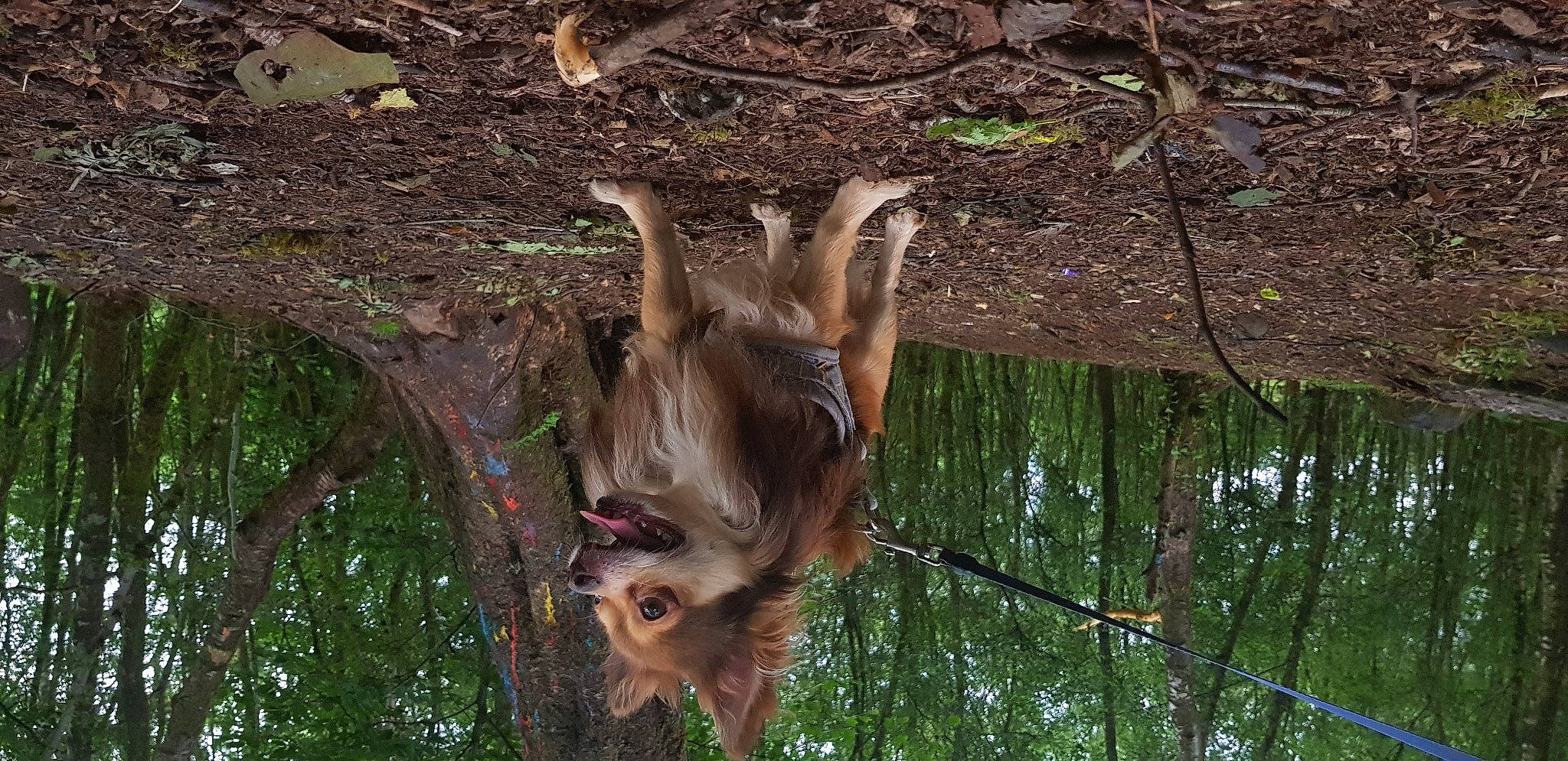 Sam is registered to the contest to win money with this photo: branch, canidae, carnivore, dog_breed, fawn, fur, grass, plant, snout, soil, sporting_group, tail, terrestrial_animal, tree, trunk, twig, vertebrate, water, wildlife, wood