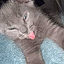 cat, kitten, gray_cat, tongue_out, blanket, cozy, fur, whiskers, ear, paw, close_up, portrait, indoor, bedroom, sleepy, cute, playful, pet, soft_texture, flash_lighting