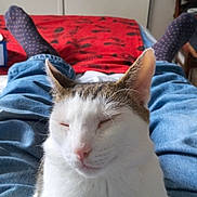 Nemo joined the competition — help win amazing prizes! animal, brown_patches, casual, cat, comfort, cozy, furniture, home, indoor, jeans, lap, legs, person, pet, red_blanket, relaxed, resting, sleeping, socks, white_fur