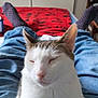 animal, brown_patches, casual, cat, comfort, cozy, furniture, home, indoor, jeans, lap, legs, person, pet, red_blanket, relaxed, resting, sleeping, socks, white_fur