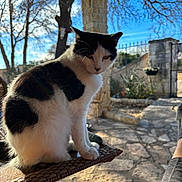 Chloe joined the competition — help win amazing prizes! animal, backlit, black_and_white, blue_sky, cat, daytime, feline, fur, nature, outdoor, pet, quiet, relaxing, serene, sitting, stone_patio, sunlight, tree, whiskers, woven_chair