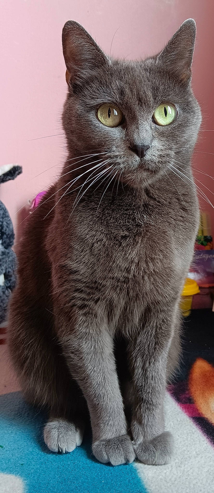 Mimi a rejoint le concours — aidez-le/la à gagner de superbes lots ! carnivore, cat, claw, domestic_short_haired_cat, felidae, fur, grey, paw, puzzle, small_to_medium_sized_cats, snout, tail, terrestrial_animal, whiskers, window