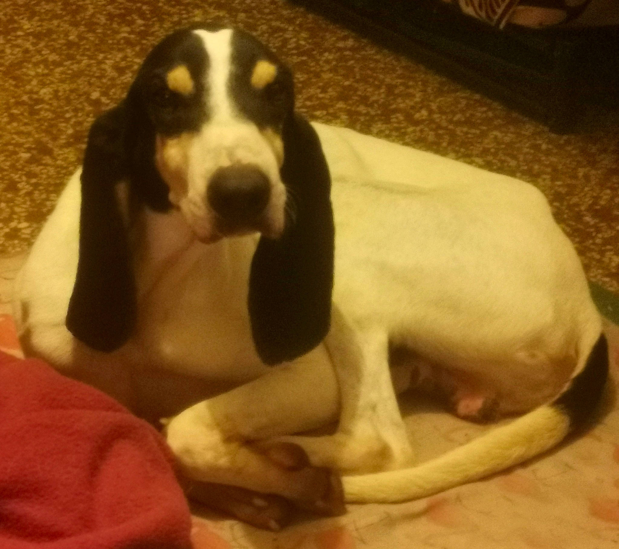 Kalani a rejoint le concours — aidez-le/la à gagner de superbes lots ! bored, canidae, carnivore, comfort, companion_dog, dog, dog_breed, dog_supply, fawn, fur, hound, hunting_dog, liver, pet_supply, scent_hound, snout, sporting_group, terrestrial_animal, working_animal, working_dog