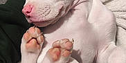 Luna is registered to the contest to win money with this photo: adorable, animal, blanket, closeup, cozy, cute, dog, domestic_animal, fur, indoor, paws, pet, pink_nose, puppy, relaxed, resting, sleeping, snout, white, young