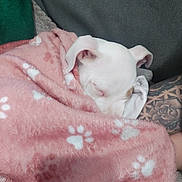 Luna is registered to the contest to win money with this photo: arm, blanket, comfort, couch, cozy, cute, dog, fur, indoor, paw_prints, pet, pink, puppy, relaxation, resting, sleeping, snuggling, soft, tattoo, white_dog