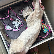 Zoro is registered to the contest to win money with this photo: blanket, cartoon_print, cat, collar, cozy, fabric, flooring, human_foot, id_tag, indoor, nap, paw, pet_bed, relaxed, sleeping_cat, slipper, stretched, toy_ribbons, wall, window_sill