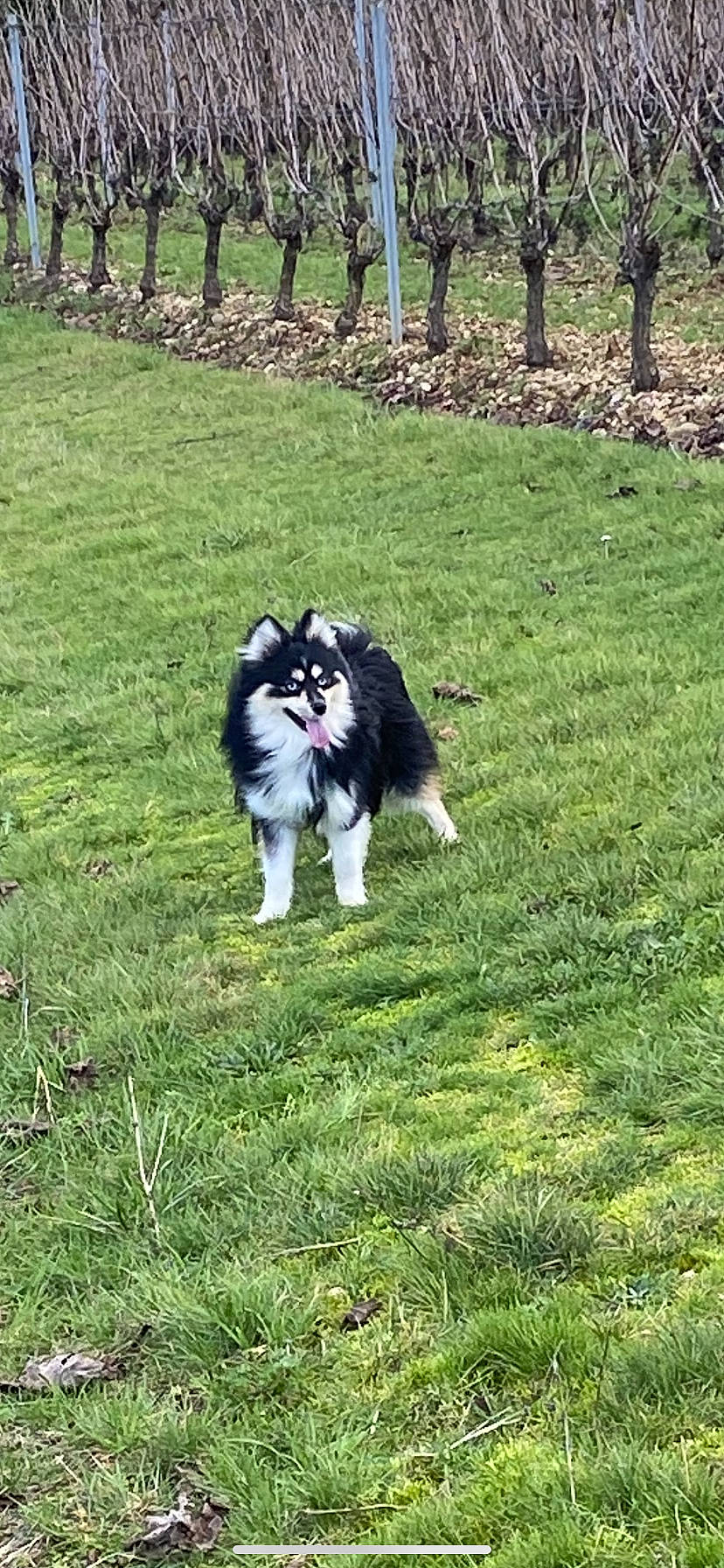 Louky a rejoint le concours — aidez-le/la à gagner de superbes lots ! animal_sports, canidae, carnivore, collie, companion_dog, dog, dog_breed, dog_sports, fence, fur, grass, grassland, groundcover, herding_dog, plant, recreation, sporting_group, working_animal, working_dog