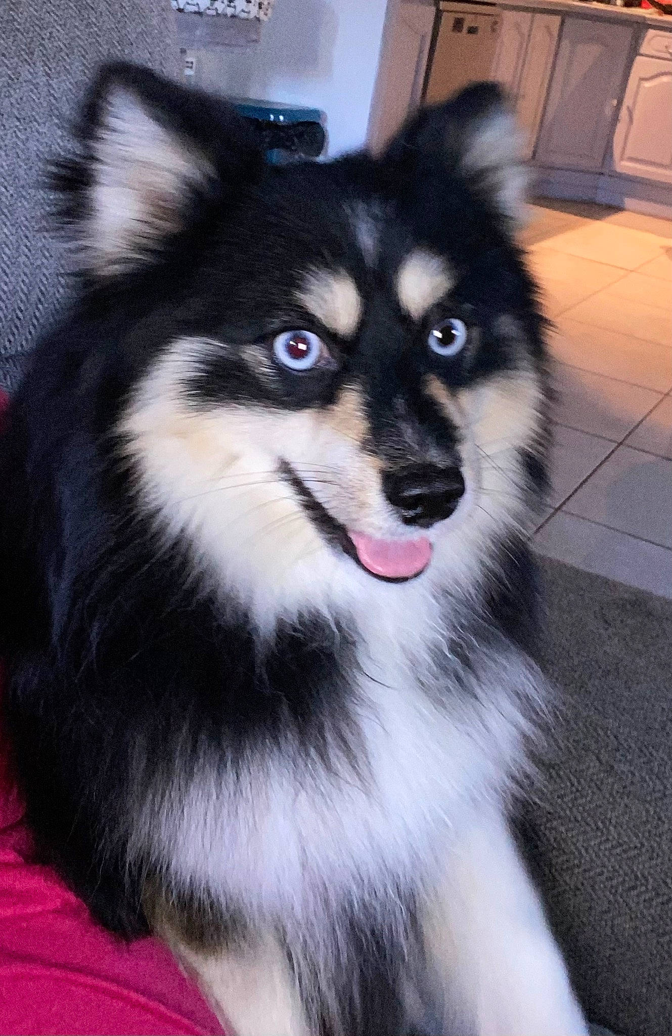 Louky participe au concours pour gagner de l'argent avec cette photo : ancient_dog_breeds, canidae, canis, carnivore, companion_dog, dog, dog_breed, eye, fur, head, jaw, non_sporting_group, sled_dog, snout, sporting_group, tail, terrestrial_animal, whiskers, working_animal, working_dog