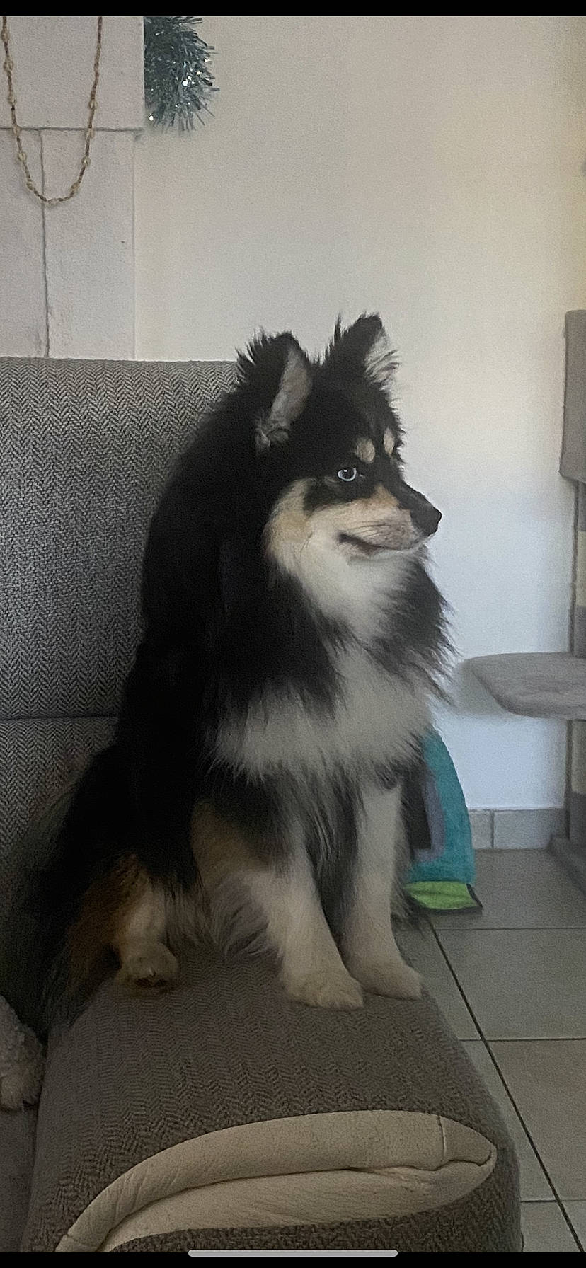 Louky participe au concours pour gagner de l'argent avec cette photo : ancient_dog_breeds, canidae, canis, carnivore, companion_dog, dog, dog_breed, fur, herding_dog, snout, terrestrial_animal, whiskers, working_dog