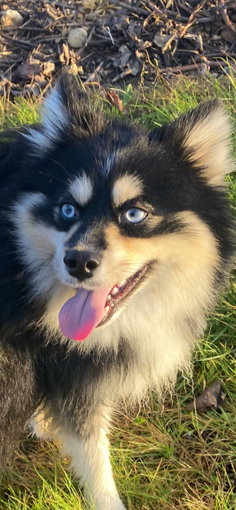 Louky participe au concours pour gagner de l'argent avec cette photo : ancient_dog_breeds, canidae, carnivore, companion_dog, dog, dog_breed, fur, grass, plant, snout, sporting_group, terrestrial_animal, whiskers, wildlife, working_animal, working_dog