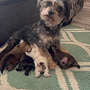 Ginger joined the competition — help win amazing prizes! animal_family, carpet, closeup, cute, dog, domestic_animal, ears, floor, fur, home, indoor, lying_down, mammal, mother_dog, nursing, pets, puppies, resting, small_puppies, young_animals