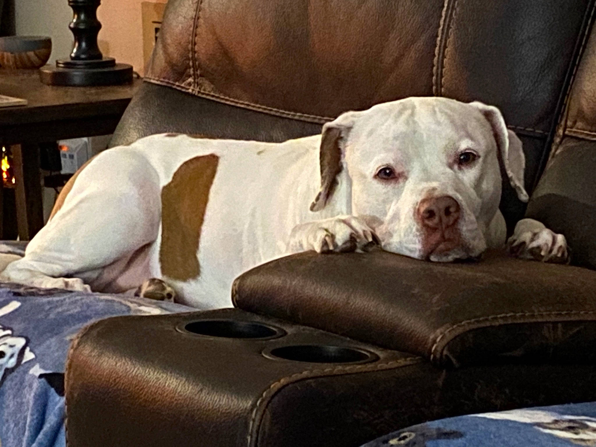 Cali is registered to the contest to win money with this photo: canidae, carnivore, club_chair, collar, comfort, companion_dog, couch, dog, dog_breed, dog_collar, dog_supply, dogo_argentino, fawn, guard_dog, living_room, non_sporting_group, pet_supply, snout, sporting_group, working_animal