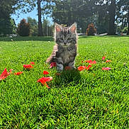 Princess joined the competition — help win amazing prizes! kitten, cat, grass, flower_petals, outdoor, nature, sunlight, trees, greenery, cute, pet, animal, small, young, fur, sitting, daytime, park, scenic, playful