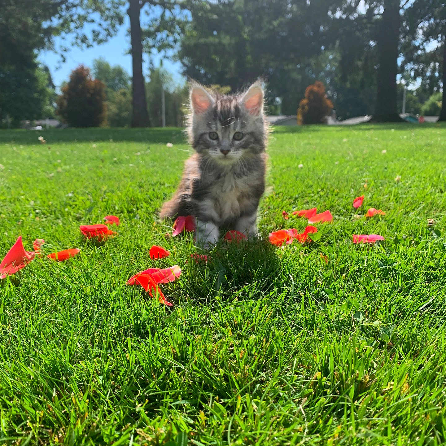 Princess joined the competition — help win amazing prizes! animal, cat, cute, daytime, flower_petals, fur, grass, greenery, kitten, nature, outdoor, park, pet, playful, scenic, sitting, small, sunlight, trees, young