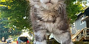 Princess is registered to the contest to win money with this photo: animal, cat, curious, fur, gray, house, kitten, leafy, moss, nature, outdoor, pet, rock, street, suburban, tree, vehicle, whiskers, white, young