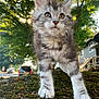 animal, cat, curious, fur, gray, house, kitten, leafy, moss, nature, outdoor, pet, rock, street, suburban, tree, vehicle, whiskers, white, young