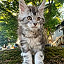 Princess is registered to the contest to win money with this photo: animal, cat, closeup, curious, cute, domestic, fur, greenery, kitten, mammal, moss, nature, outdoor, pet, portrait, small, sunlight, tree, whiskers, young
